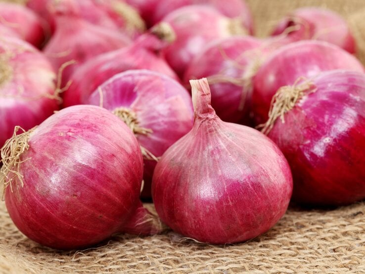 Frische rote Zwiebeln mit glänzender Schale und trockenen Wurzeln liegen auf grobem Sackleinen in natürlichem Licht.