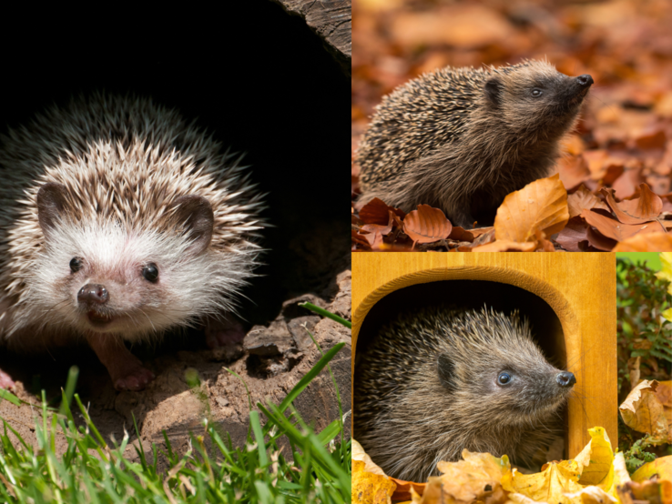 Igelhaus bauen  Drei Igel in herbstlicher Umgebung: einer tritt aus einem dunklen Bau, einer schnuppert im Laub, einer blickt aus einem DIY-Igelhaus.