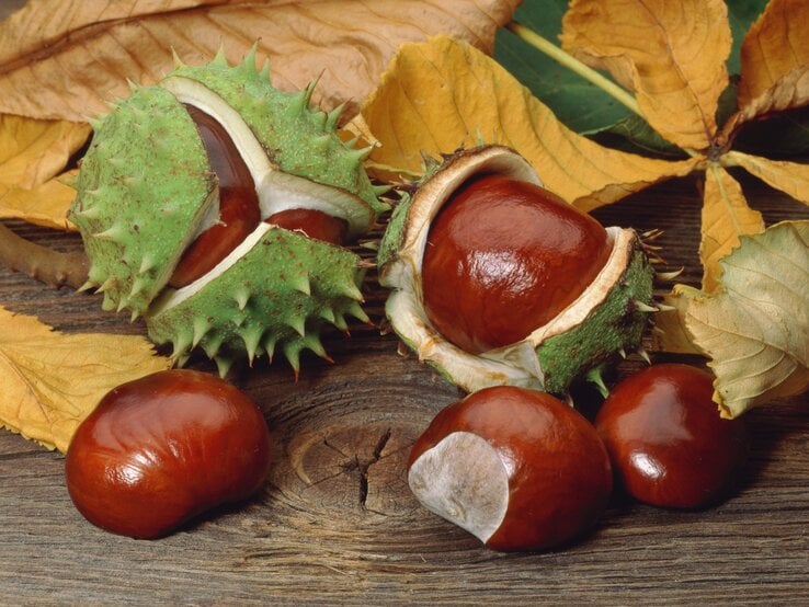 Kastanienmantel filzen Zu sehen sind Kastanien