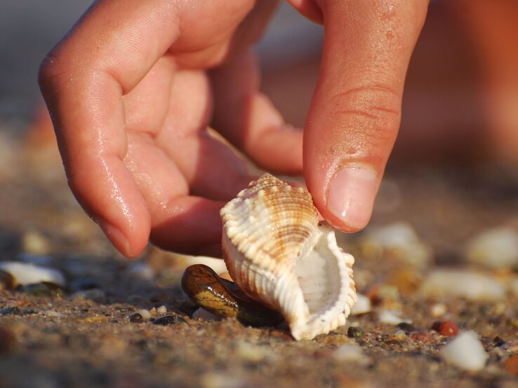 Eine nasse Hand hebt eine muschelförmige Schnecke vom sandigen Strand mit kleinen Steinen auf.