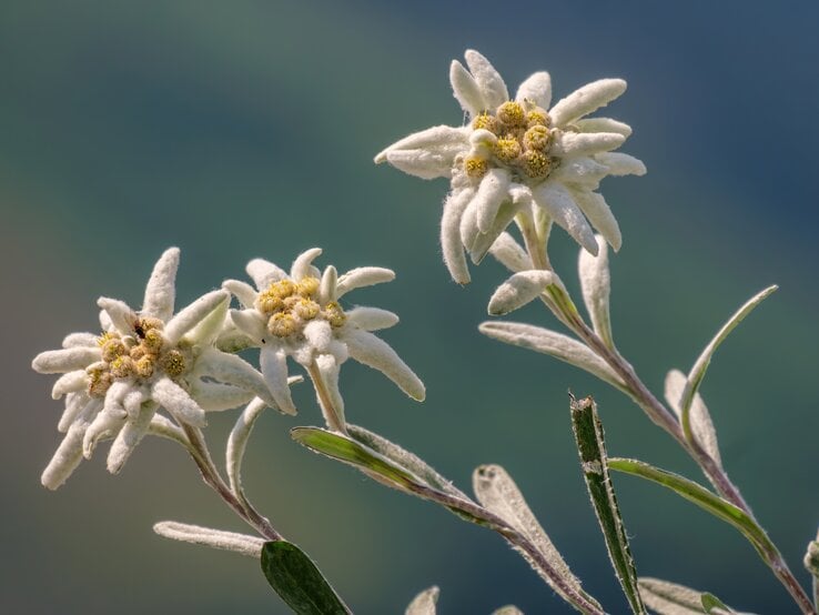 Zu sehen ist Edelweiss-Blume in einer Detailaufnahme