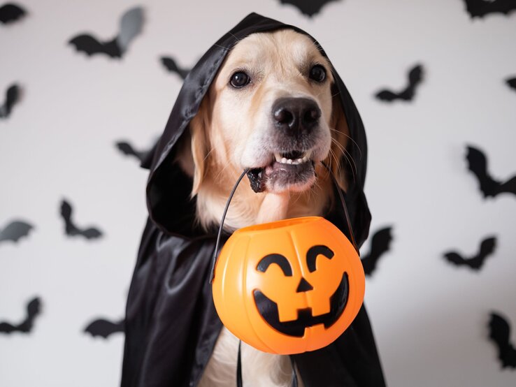 Ein Golden Retriever im schwarzen Umhang hält einen orangefarbenen Kürbiskorb im Maul, im Hintergrund fliegende schwarze Fledermäuse. | © AdobeStock/deine_liebe