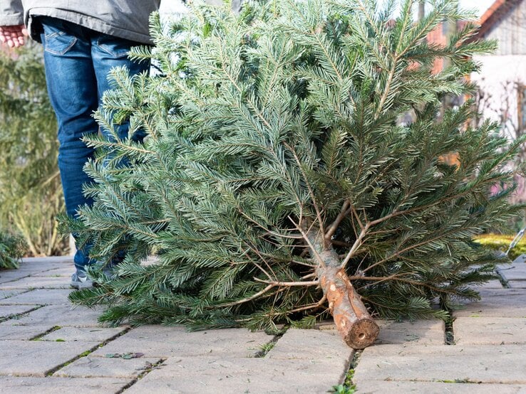 Ein gefällter Weihnachtsbaum liegt auf hellen Pflastersteinen, während eine Person in Jeans und Jacke im Hintergrund steht.