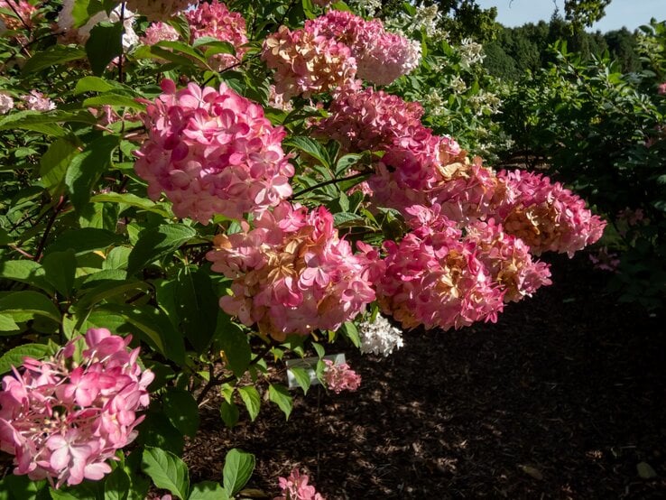 Ein rosa blühender Strauch Rispenhortensien wächst im Garten.