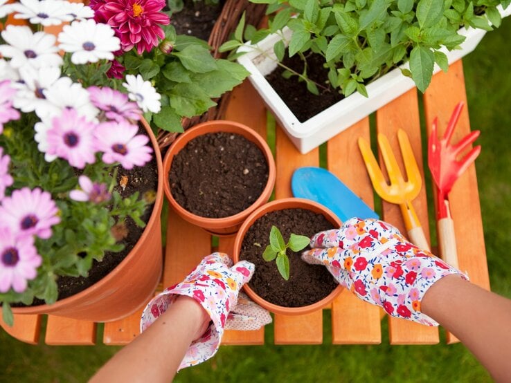 Auf einem Gartentisch stehen Blumentöpfe und jemand pflanzt etwas.