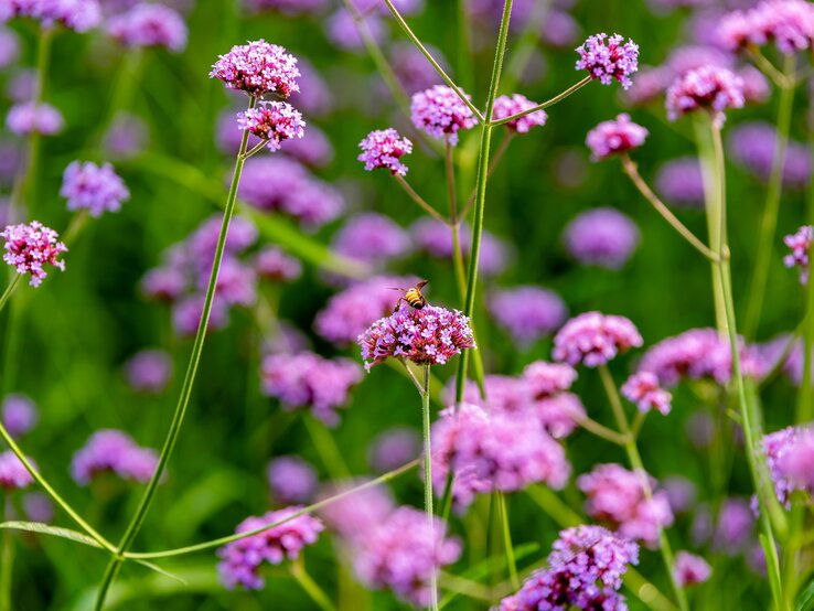 Die bienenfreundliche Staude Eisenkraut mit Biene