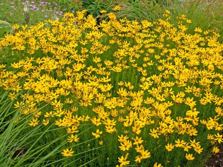 Quirblättriges Mädchenauge, Staude mit gelben Blüten | © Adobe Stock