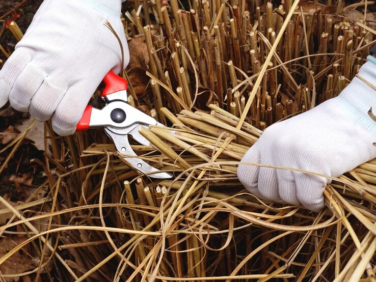 Mit einer Gartenschere werden Gräser geschnitten.