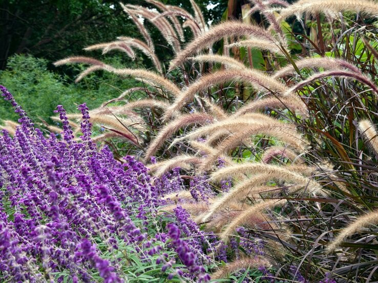 Verschiedene Ziergräser wachsen in einem Garten.