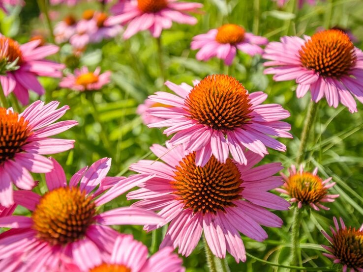 Strahlende pinke Sonnenhut-Blüten wachsen in sonnendurchflutetem Grün.