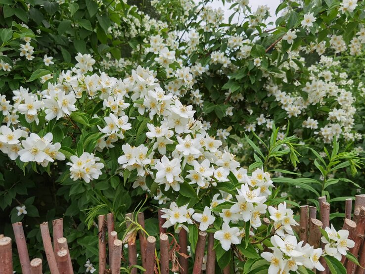 Jasminblüten erblühen an einem sonnigen Tag über rustikalem Lattenzaun. | © Shutterstock/Kabar