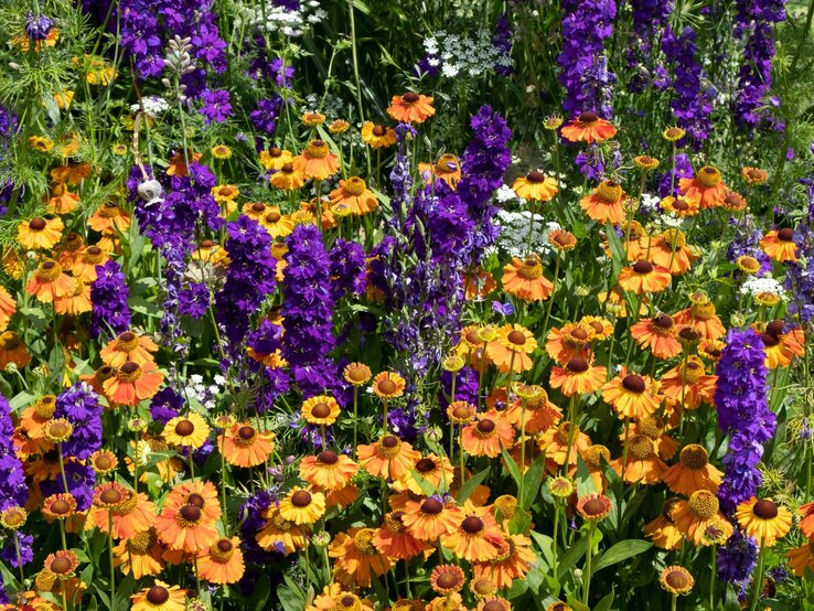 Bunter Blumengarten mit orangefarbenen Sonnenhüten und violetten Glockenblumen unter sommerlichem Himmel. | © Shutterstock/Split Second Stock