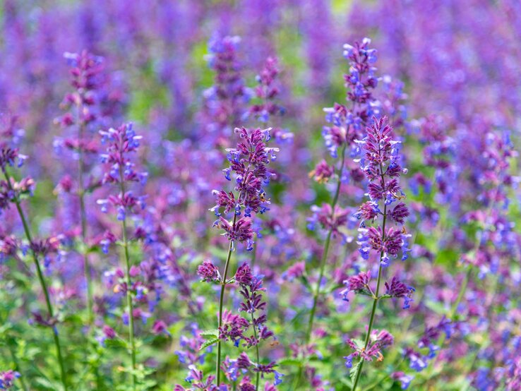 Blühende lila Blumenstauden in voller Pracht, herausstechend vor verschwommenem floralen Hintergrund. | © Shutterstock/Shawn.ccf