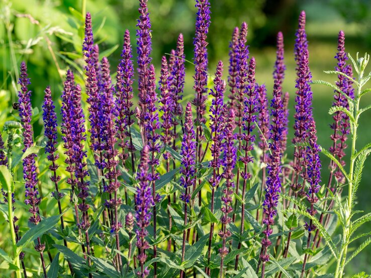 Kräftige, aufrechte Stängel von lila Salbei-Blüten, beleuchtet durch sanftes Sonnenlicht im Garten. | © Shutterstock/Olga_Ionina