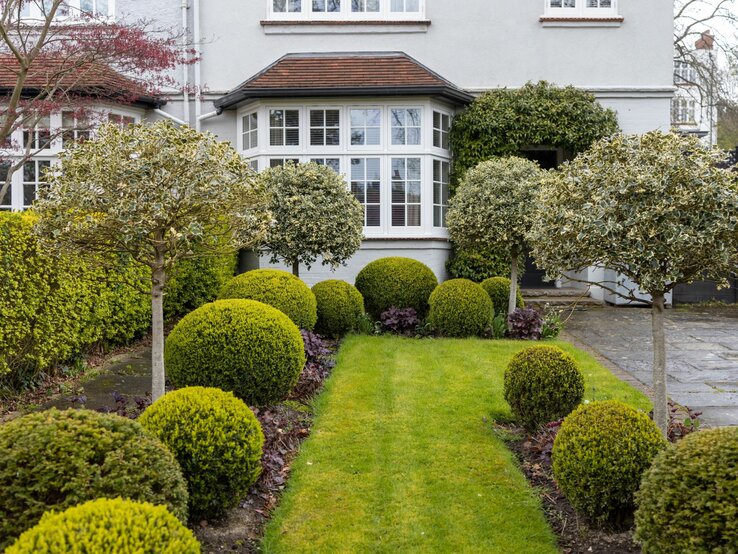 In einem Garten wachsen Buchsbäume in Form einer Kugel. | © Shutterstock/Elena Rostunova