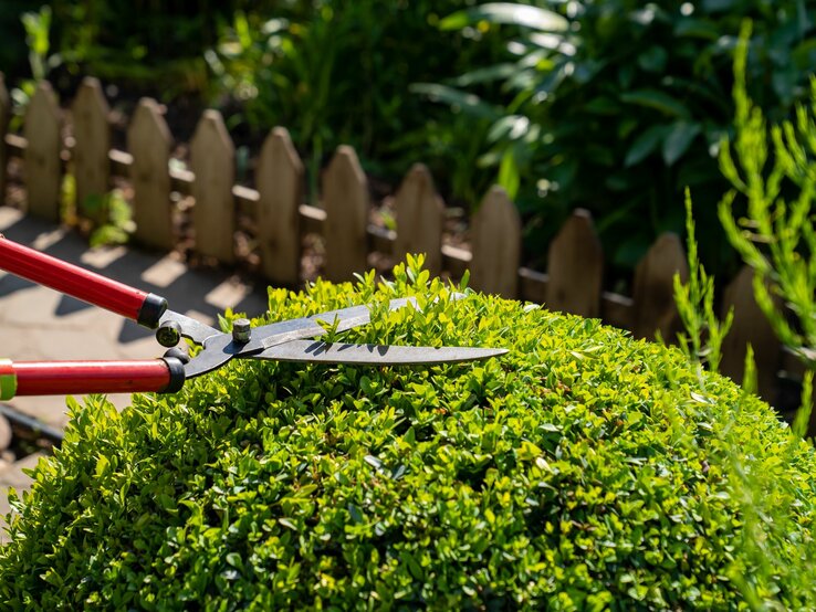 Gartenarbeit im Sonnenschein: Mit einer Heckenschere wird Buchsbaum gestutzt vor rustikalem Holzzaun.