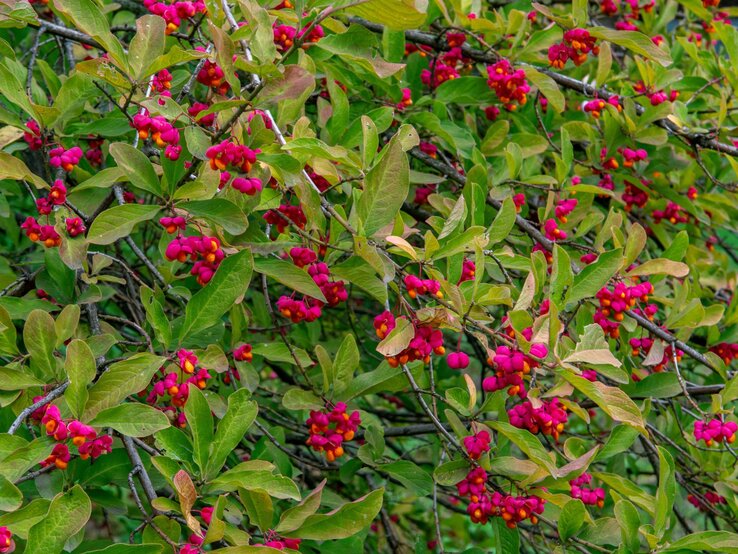 Strauch mit leuchtend roten Beeren und grünen Blättern, die in einem natürlichen Muster angeordnet sind. | © Shutterstock/Trubaieva Svitlana
