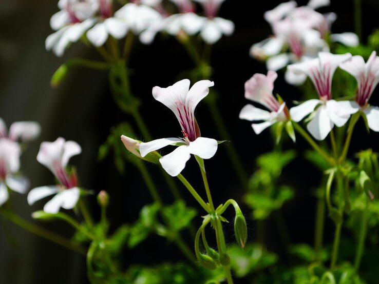 Zarte weiße Blumen mit violetten Adern und grünen Stielen blühen vor unscharfem dunklem Hintergrund. | © Shutterstock/Kaprisova