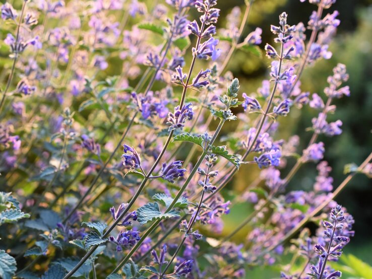 Feld aus lila Blüten auf grünen Stängeln, beleuchtet durch sanftes Abendlicht. | © Shutterstock/HHelene