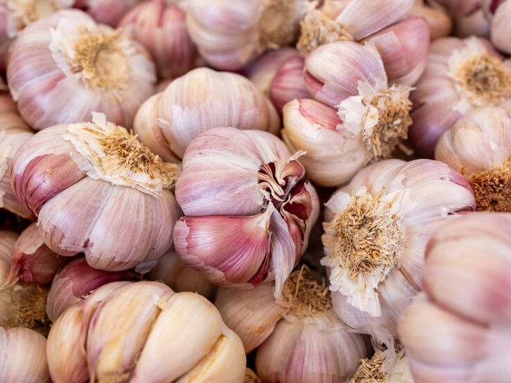 Nahaufnahme von vielen frischen Knoblauchknollen mit rosa Schattierungen und trockenen Wurzeln. | © Shutterstock/Benito Juncal