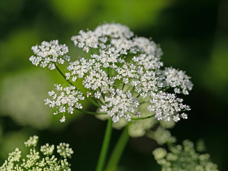 Die weißen Blüten von Giersch in Nahaufnahme. | © Shutterstock/M. Schuppich