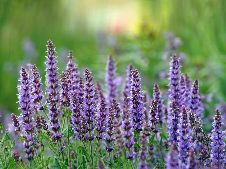 Leuchtend lila Katzenminze steht in voller Pracht in einem sommerlichen, grünen Garten. | © Shutterstock/andagraf