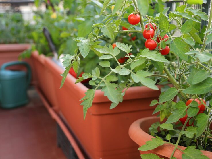 Rote Kirschtomaten reifen an grünen Stielen in orangefarbenen Pflanzkästen auf einer Terrasse. | © Shutterstock/ChiccoDodiFC