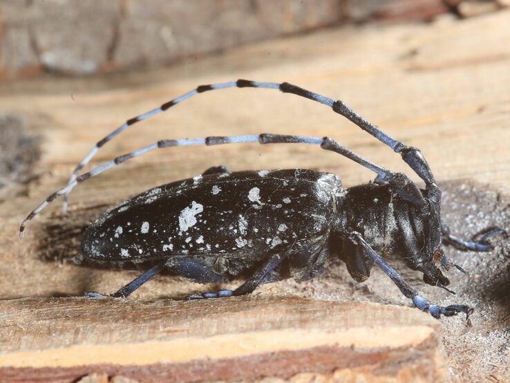  Asiatischer Holzbockkäfer, der auf einem Stück Holz sitzt. Der Käfer ist schwarz mit weißen Flecken auf seinem Körper und hat lange, gestreifte Fühler. Sein Körperbau ist robust und die kräftigen Beine sind gut sichtbar.  | © imago images / Steffen Schellhorn