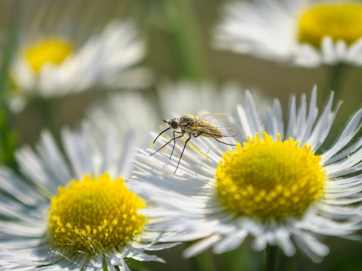 Stechmücke sitzt auf weißer Gänseblümchenblüte, gelbes Zentrum scharf im Fokus.