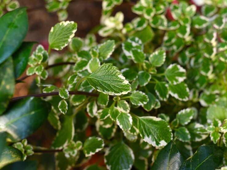 Nahaufnahme von grünen Blättern mit weißem Rand, die üppig und gesund in einem Garten wachsen. | © Shutterstock/Tanya_Terekhina