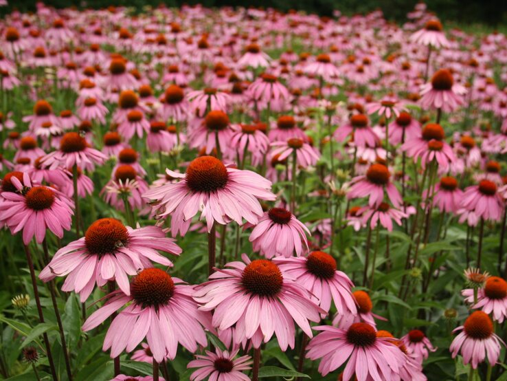 Ein weites Feld voller blühender, rosafarbener Echinacea mit orangeroten Blütenköpfen unter einem bewölkten Himmel.