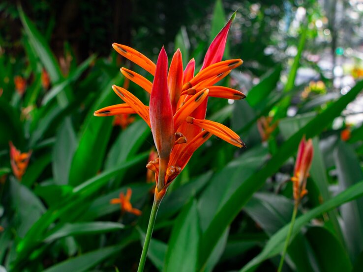 Eine leuchtend orangefarbene Blüte mit spitzen Blättern ragt aus grünen Blättern im Hintergrund hervor. | © Shutterstock/S.O.E