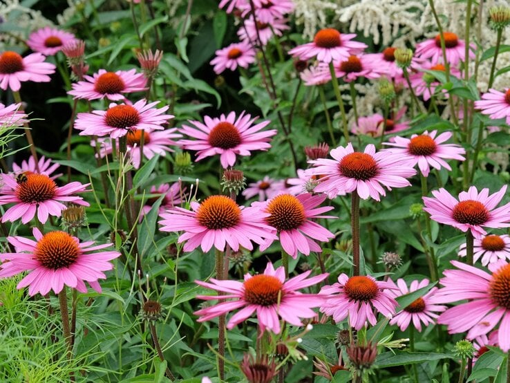 Nahaufnahme von rosa Echinacea-Blüten mit orangenen Zentren, umgeben von üppigem Grün im Garten.