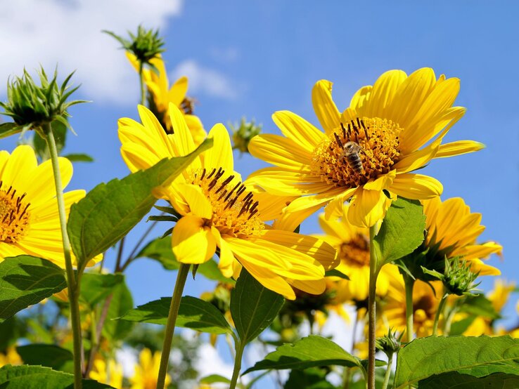 Gelbe Sonnenblumen in voller Blüte mit einer Biene, die Nektar sammelt, vor strahlend blauem Himmel. | © Shutterstock/Mabeline72