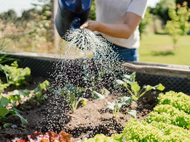 Ein Mensch in Jeans und weißem T-Shirt gießt mit einer blauen Gießkanne frische Salatpflanzen in einem sonnigen Gartenbeet.