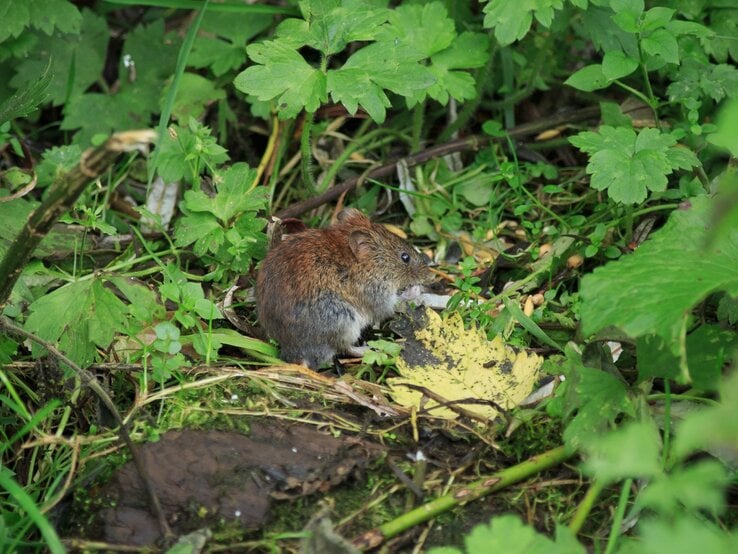 Eine Wühlmaus sitzt vor einem Busch im Garten.