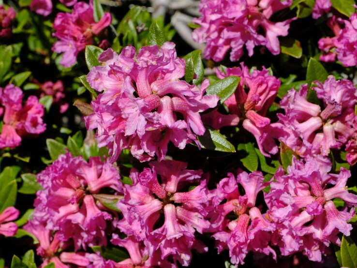 Leuchtend pinke Rhododendronblüten mit gezackten Blütenblättern und grünen Blättern im Sonnenlicht. | © Shutterstock/ErichFend