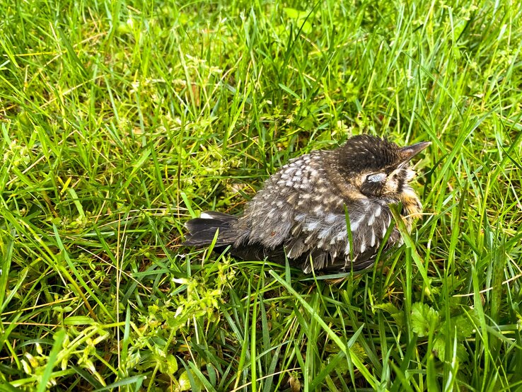 Ein junger Vogel mit grauem, geflecktem Gefieder sitzt ruhig im grünen Gras.