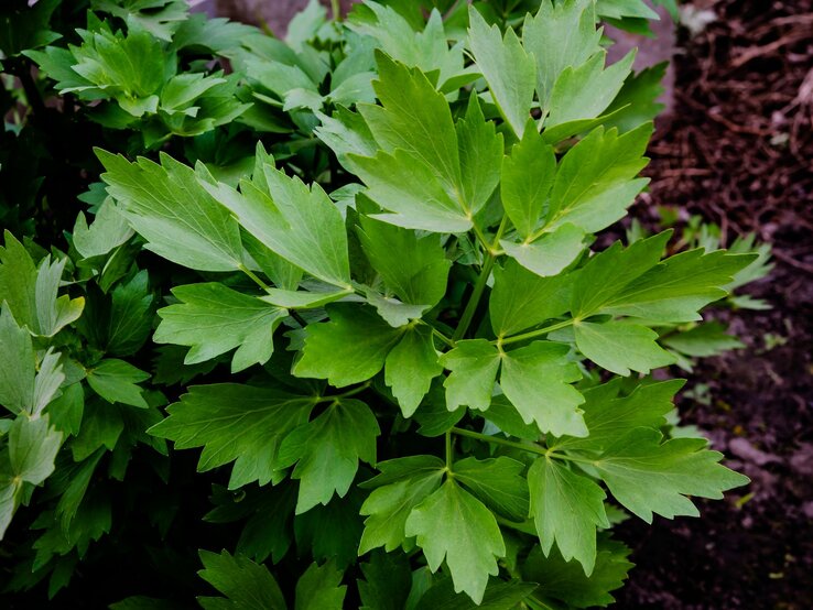 Nahaufnahme eines üppigen Liebstöckelstrauchs mit kräftig grünen, gezackten Blättern im Garten. | © Shutterstock/Elena Pavlovich