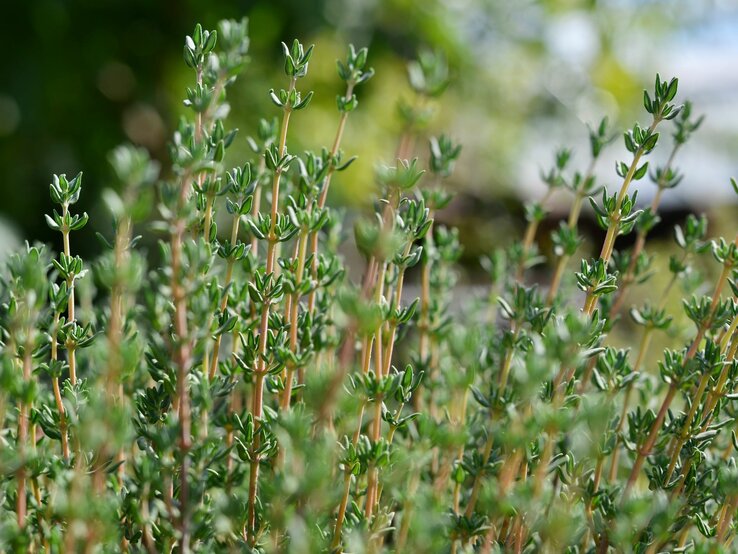 Thymianpflanzen mit schlanken, grünen Stängeln und winzigen Blättern, die in der Sonne leuchten. | © Shutterstock/Julitt