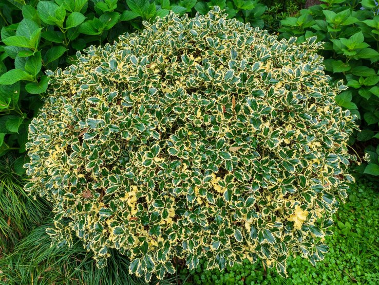 Ein kugelförmiger Strauch mit gelb-grünen Blättern, umgeben von dunkelgrünen Pflanzen im Garten. | © Shutterstock/Vahan Abrahamyan