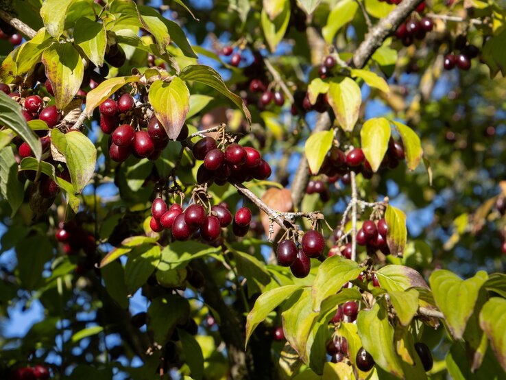 Ast eines Baumes mit reifen, dunkelroten Beeren und grünen Blättern vor blauem Himmel. | © Shutterstock/R. Knapp