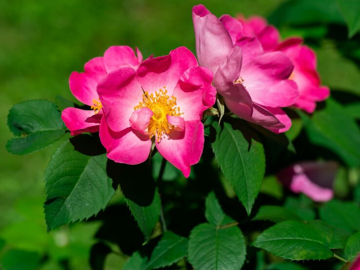 Strahlend pinke Wildrosenblüten mit gelber Mitte vor grünem, unscharfem Hintergrund. | © Shutterstock/LiuSol