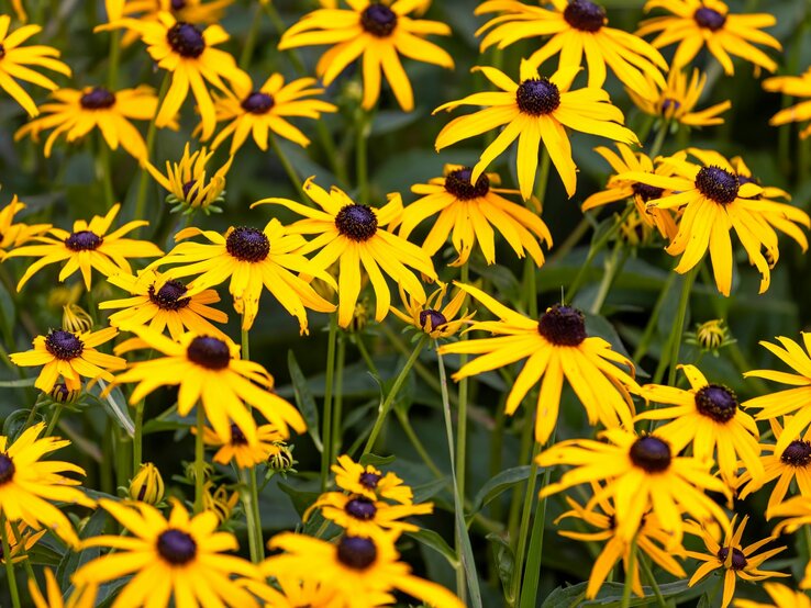 Blühende gelbe Sonnenhüte mit dunklen Zentren füllen das Bild vor grünem Hintergrund in einem Garten. | © Shutterstock/Karel Bock