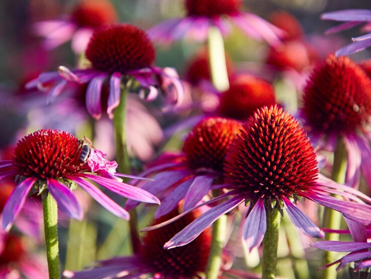 Nahaufnahme von pinken Echinacea-Blüten mit stacheligen, roten Zentren und einer Biene, die Nektar sammelt.