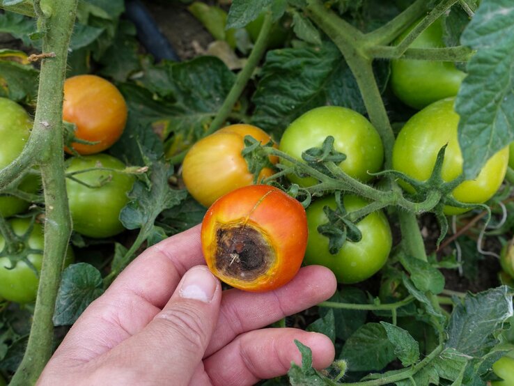 Ein Mensch zeigt eine faulende Tomate, die von grünen Blättern und anderen unreifen Tomatenpflanzen umgeben ist.