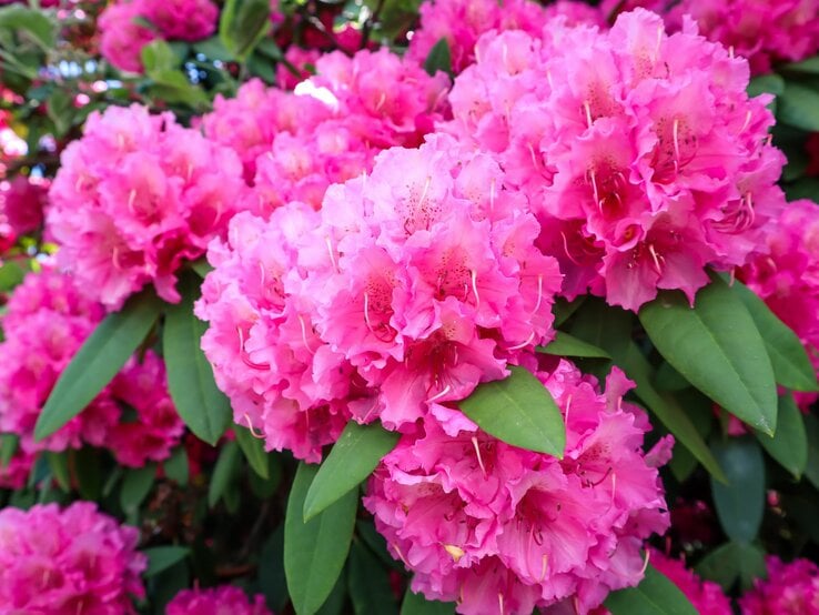 Üppige pinke Rhododendronblüten in voller Blüte mit grünen Blättern im Hintergrund.