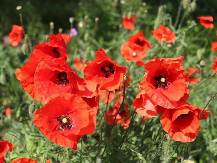 Leuchtend rote Mohnblumen blühen in voller Pracht auf einer grünen Wiese im Sonnenschein.