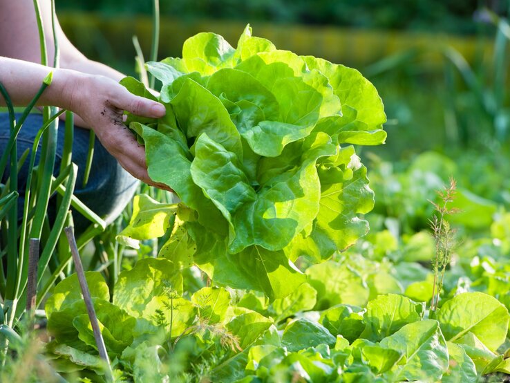 Eine Person mit schmutzigen Händen erntet frischen, grünen Kopfsalat in einem sonnigen Garten.