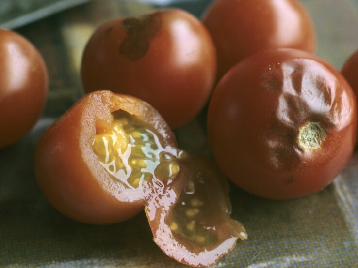 Tomaten mit Braunfäule